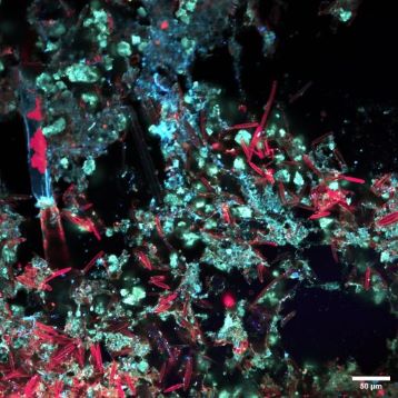 Dépôt biominéral sur un masque immergé 4 semaines en rivière (image de fluorescence en lumière visible – détection spectrale)© Isabelle Bihannic
